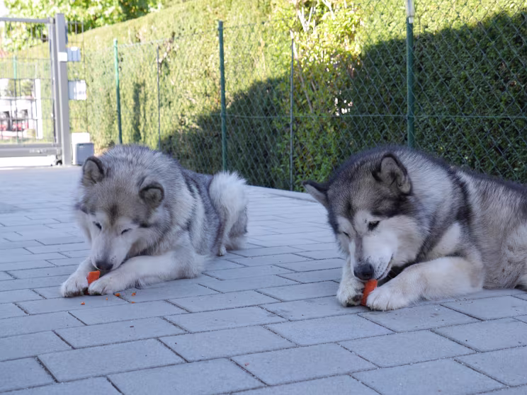 Karottensynchronfressen